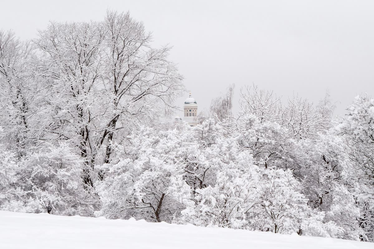 The dome of Helsinki Cathedral behind snow-covered trees